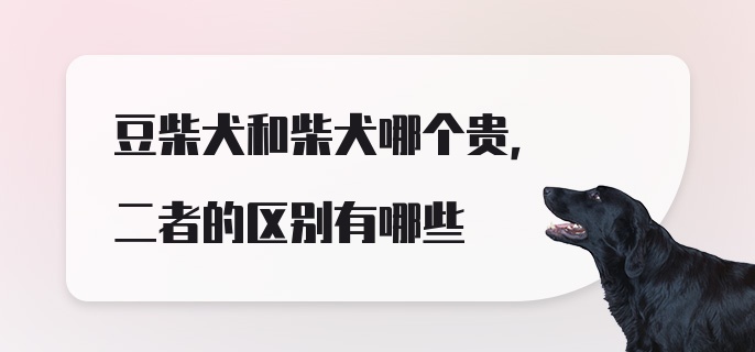 豆柴犬和柴犬哪个贵，二者的区别有哪些