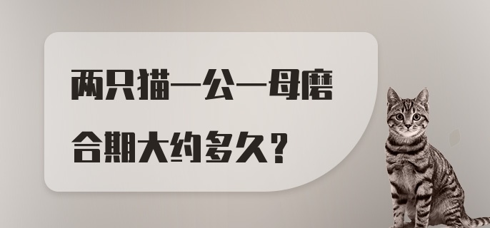 两只猫一公一母磨合期大约多久？