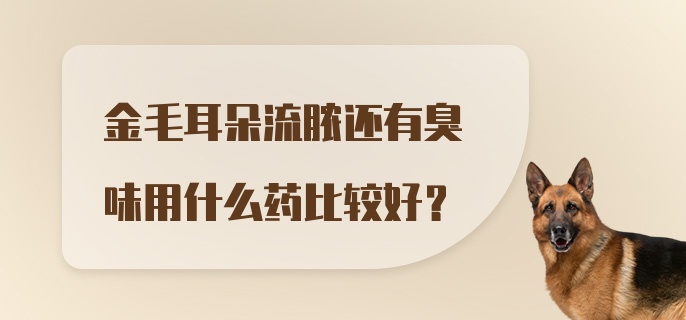 金毛耳朵流脓还有臭味用什么药比较好？