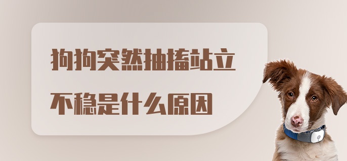 狗狗突然抽搐站立不稳是什么原因