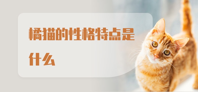 橘猫的性格特点是什么