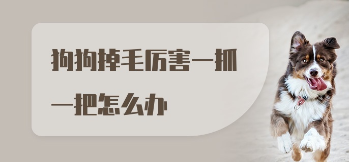 狗狗掉毛厉害一抓一把怎么办