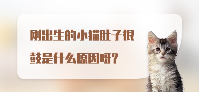 刚出生的小猫肚子很鼓是什么原因呀？