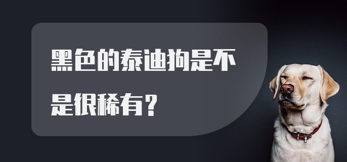 黑色的泰迪狗是不是很稀有？