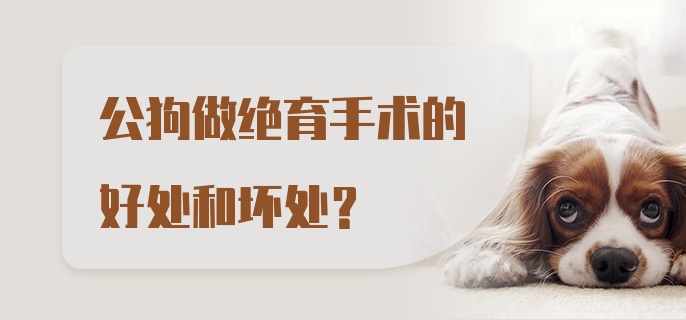 公狗做绝育手术的好处和坏处？