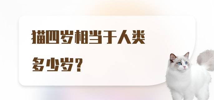 猫四岁相当于人类多少岁？