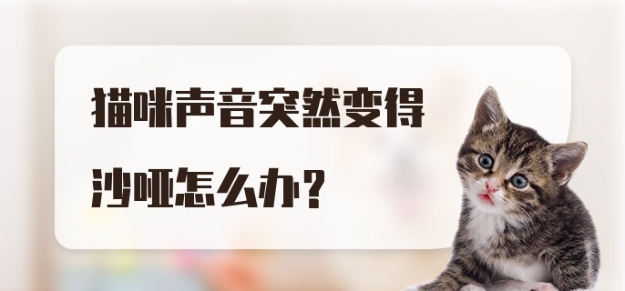 猫咪声音突然变得沙哑怎么办？