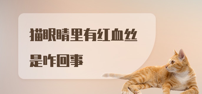 猫眼睛里有红血丝是咋回事