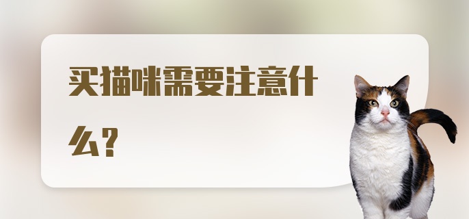 买猫咪需要注意什么？