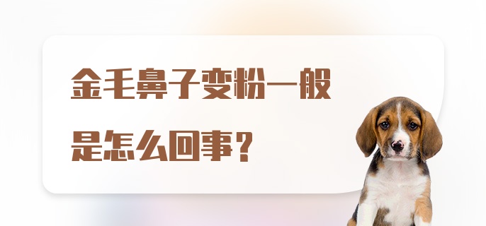 金毛鼻子变粉一般是怎么回事？