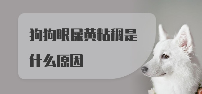 狗狗眼屎黄粘稠是什么原因