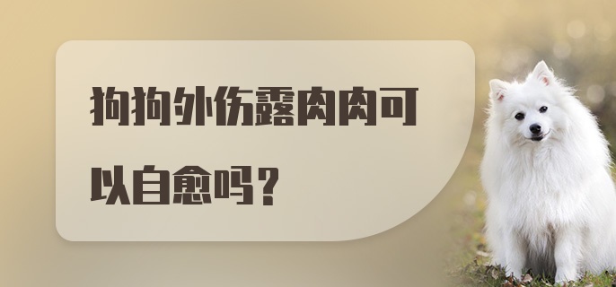 狗狗外伤露肉肉可以自愈吗？