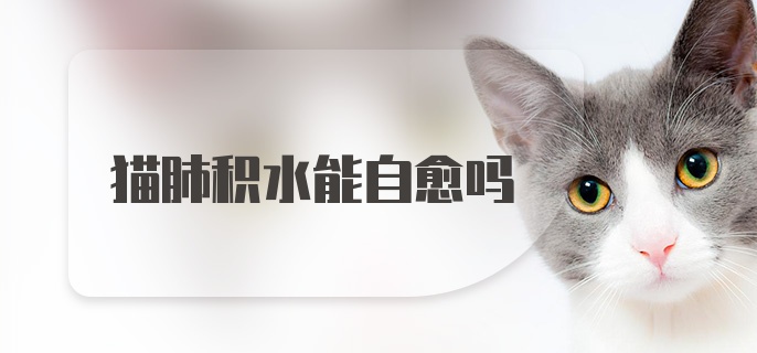 猫肺积水能自愈吗