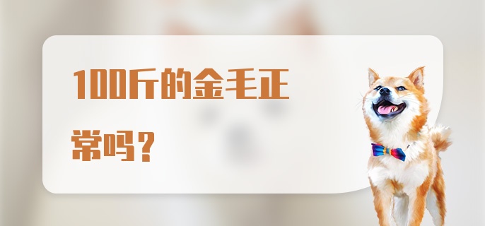 100斤的金毛正常吗？