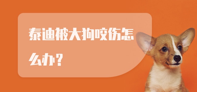 泰迪被大狗咬伤怎么办？