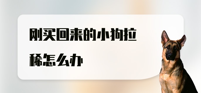 刚买回来的小狗拉稀怎么办