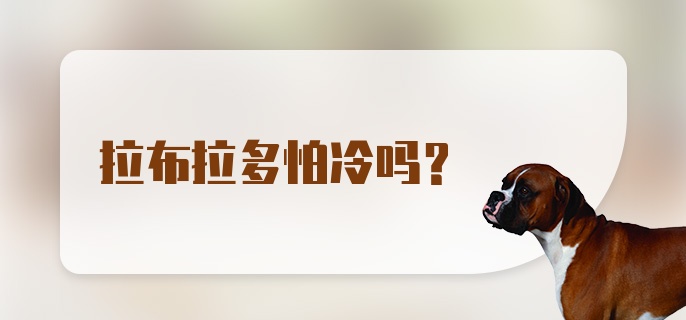 拉布拉多怕冷吗？