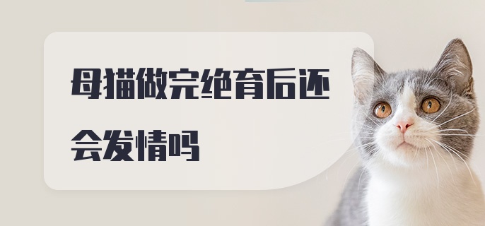 母猫做完绝育后还会发情吗