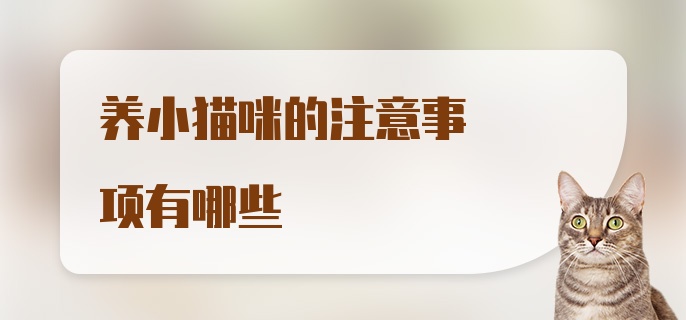 养小猫咪的注意事项有哪些