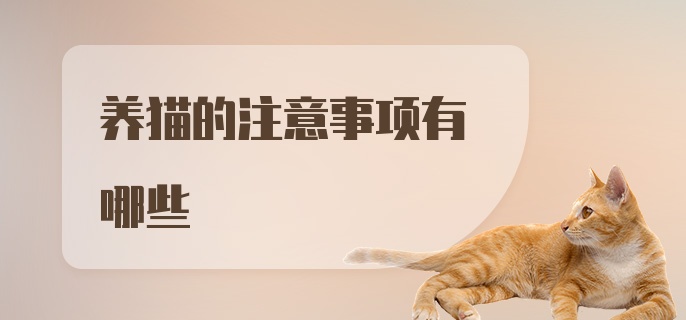 养猫的注意事项有哪些