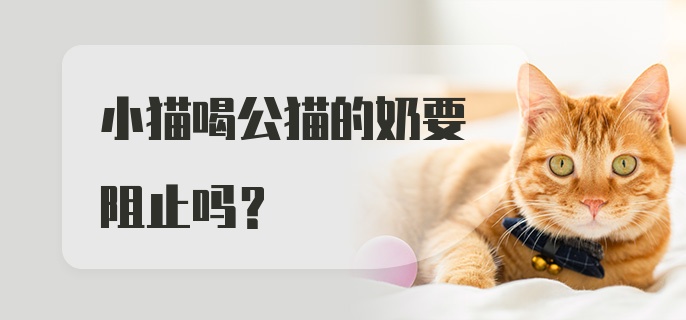 小猫喝公猫的奶要阻止吗？