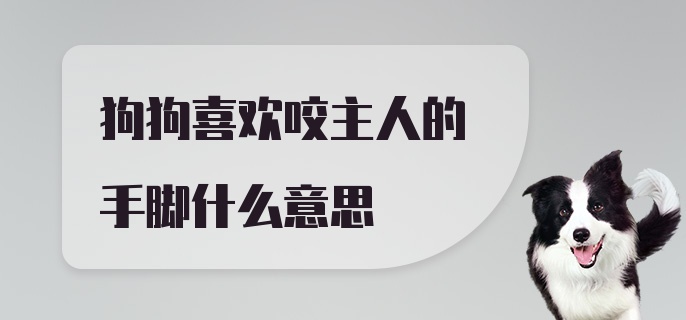 狗狗喜欢咬主人的手脚什么意思