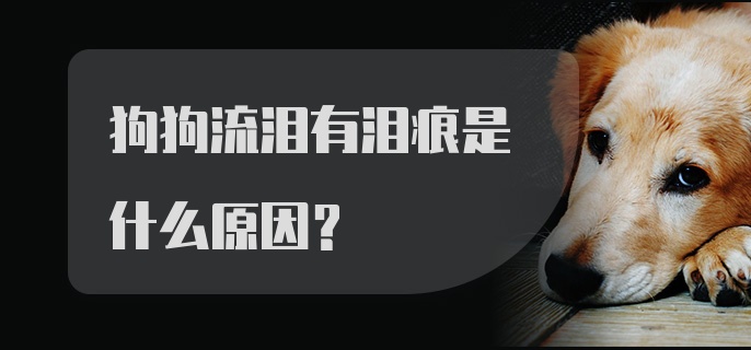 狗狗流泪有泪痕是什么原因?