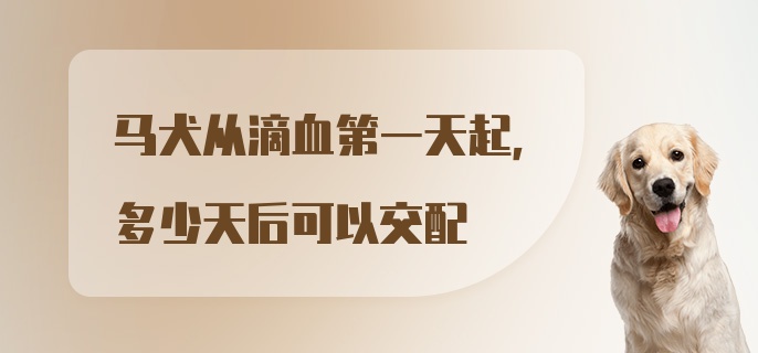 马犬从滴血第一天起，多少天后可以交配