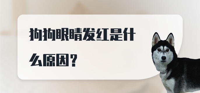 狗狗眼睛发红是什么原因?