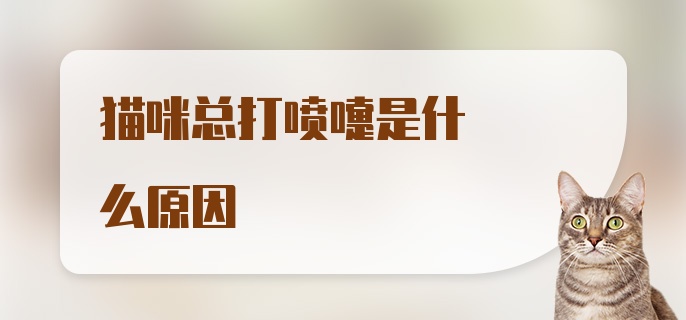 猫咪总打喷嚏是什么原因