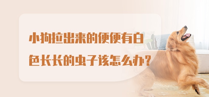 小狗拉出来的便便有白色长长的虫子该怎么办？