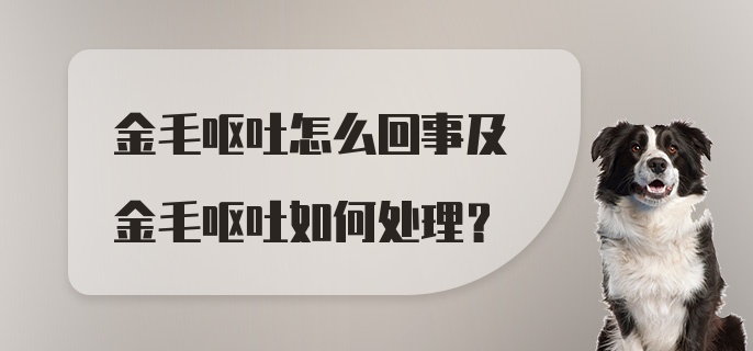 金毛呕吐怎么回事及金毛呕吐如何处理？