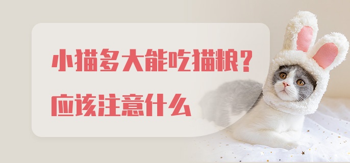 小猫多大能吃猫粮？应该注意什么