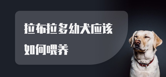 拉布拉多幼犬应该如何喂养