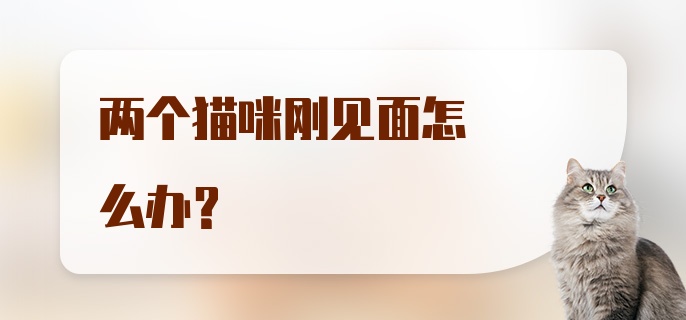 两个猫咪刚见面怎么办？