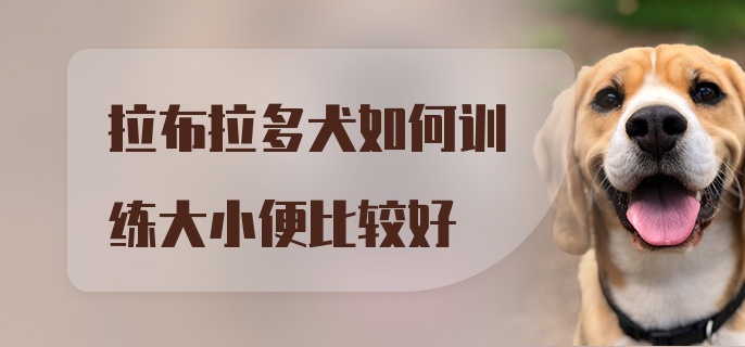 拉布拉多犬如何训练大小便比较好