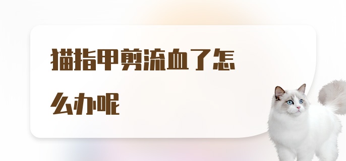 猫指甲剪流血了怎么办呢