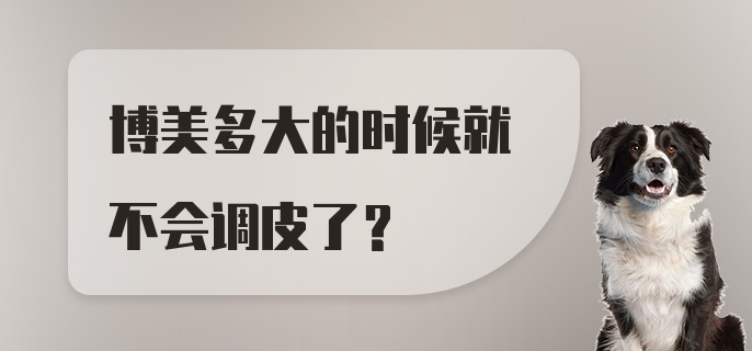 博美多大的时候就不会调皮了？