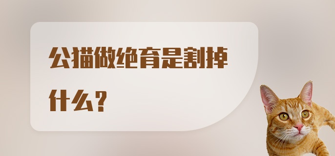 公猫做绝育是割掉什么？