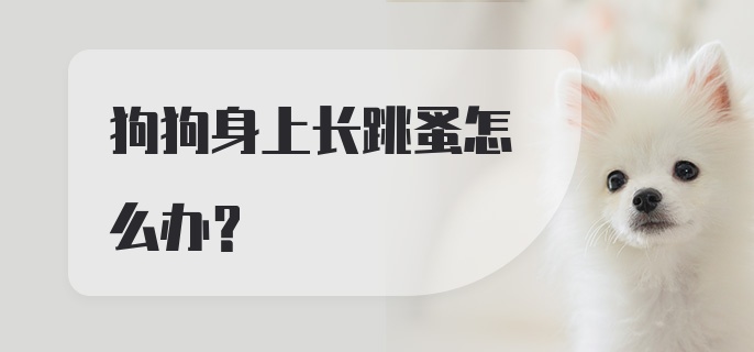 狗狗身上长跳蚤怎么办?