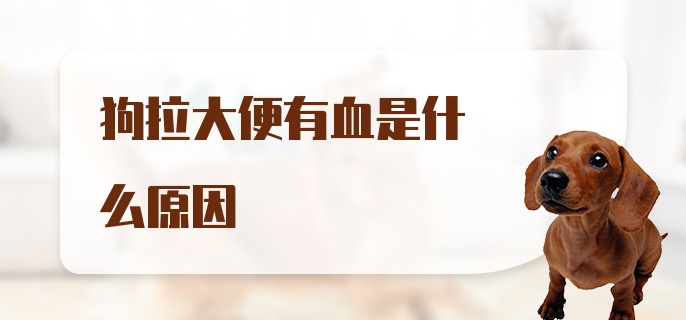 狗拉大便有血是什么原因