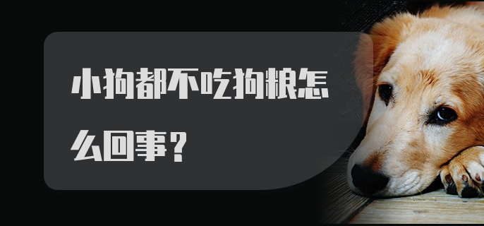 小狗都不吃狗粮怎么回事？