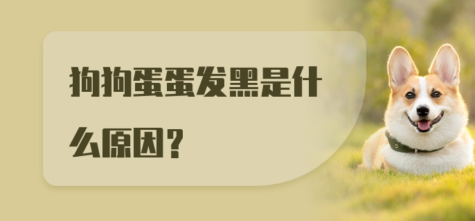 狗狗蛋蛋发黑是什么原因？