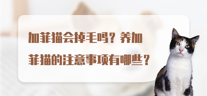 加菲猫会掉毛吗？养加菲猫的注意事项有哪些？