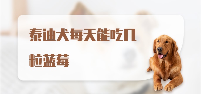 泰迪犬每天能吃几粒蓝莓