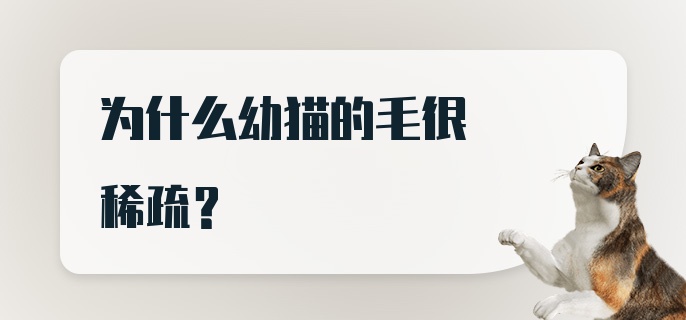 为什么幼猫的毛很稀疏？