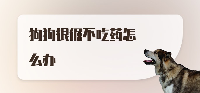 狗狗很倔不吃药怎么办