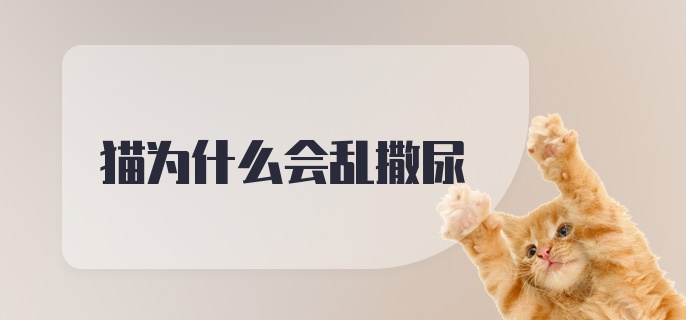 猫为什么会乱撒尿