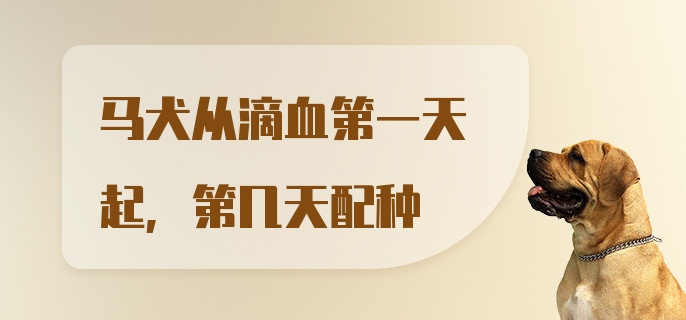 马犬从滴血第一天起，第几天配种