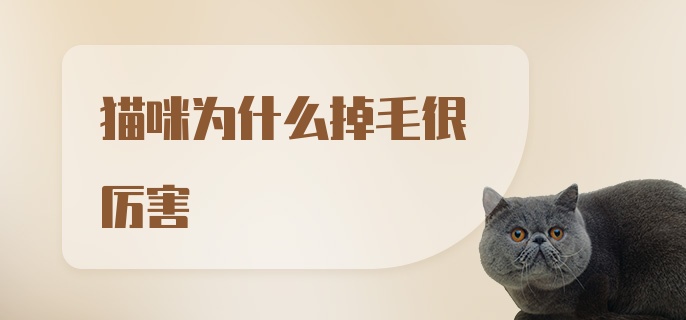 猫咪为什么掉毛很厉害